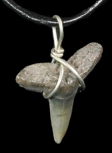 Fossil Lemon Shark Tooth Necklace #47581